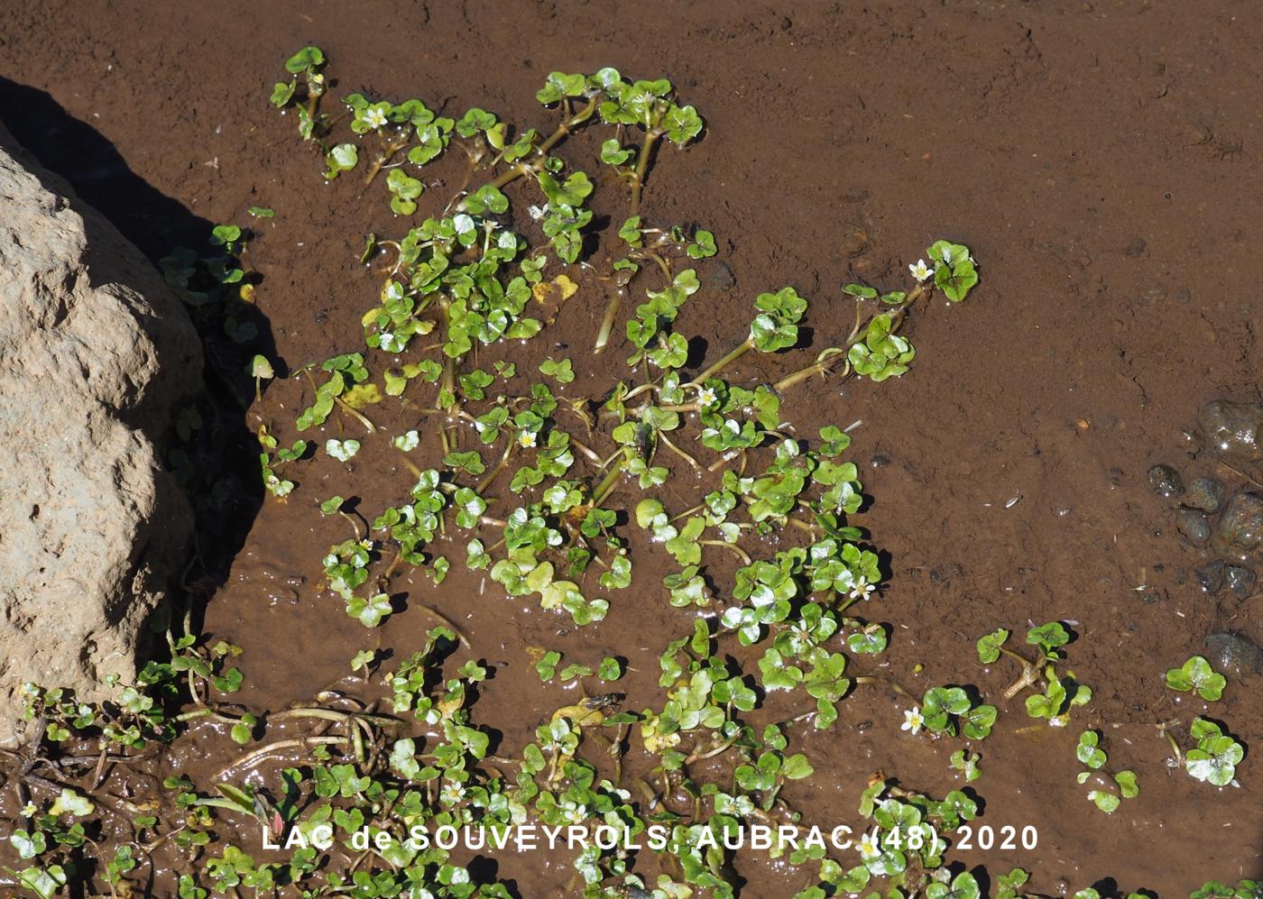 Crowfoot, Ivy-leaved plant